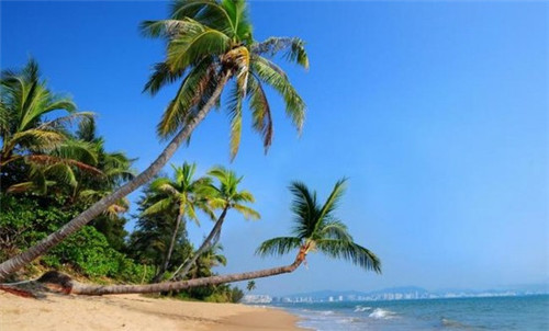 鱼头大大鱼头泡饭